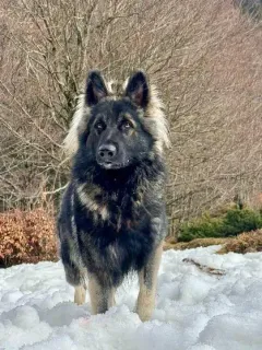 Fenrir, berger allemand, debout dans la neige
