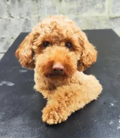 Illi, caniche abricot, de face