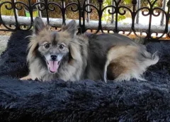 Yel, spitz, allongé sur un coussin