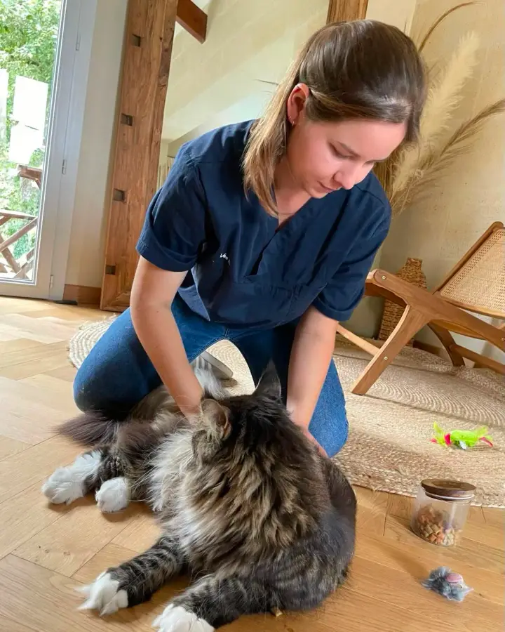 Les mains de Léa Laplace sur un grand chat à poil long allongé sur le parquet, lors d’une consultation à domicile